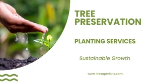 Tree Preservation and Planting Services for Sustainable Growth An Overview