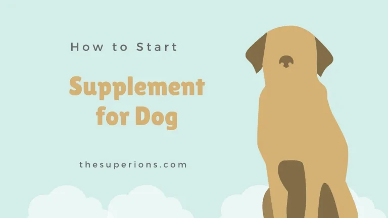 How to Start a Supplement Routine for Your Dog