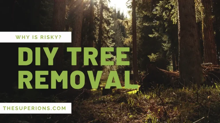Why is DIY Tree Removal Risky